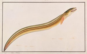パイクコンガー、マラッカの魚の絵、1805-18年頃（紙にトイレ） 作： Chinese School